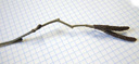 speckled alder (alnus incana): twig with male catkins. 2009-01-26, Pentax W60. keywords: aune blanc, ontano bianco, alnus lanuginosa